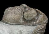 Detailed Eldredgeops Trilobite - Ohio #53307-3